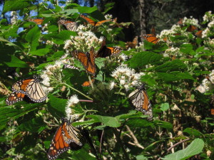 grazyna butterflies 2
